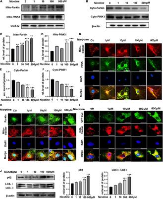 Nicotine Causes Mitochondrial Dynamics Imbalance and Apoptosis Through ROS Mediated Mitophagy Impairment in Cardiomyocytes